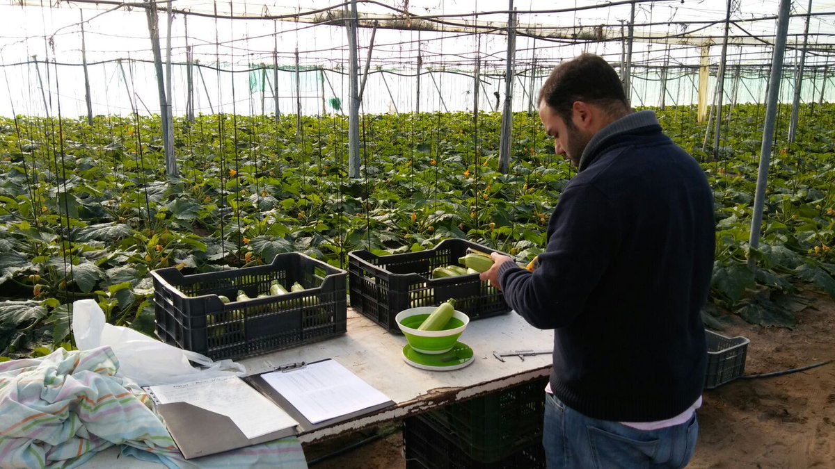 aggbiotech's tweet photo. Evaluamos el cultivo para determinar el éxito de la aplicación de biofertilizantes aptos para nuestro plan. Esta vez en Cádiz con Calabacin #PUMAEP https://t.co/TeRWnz8STT