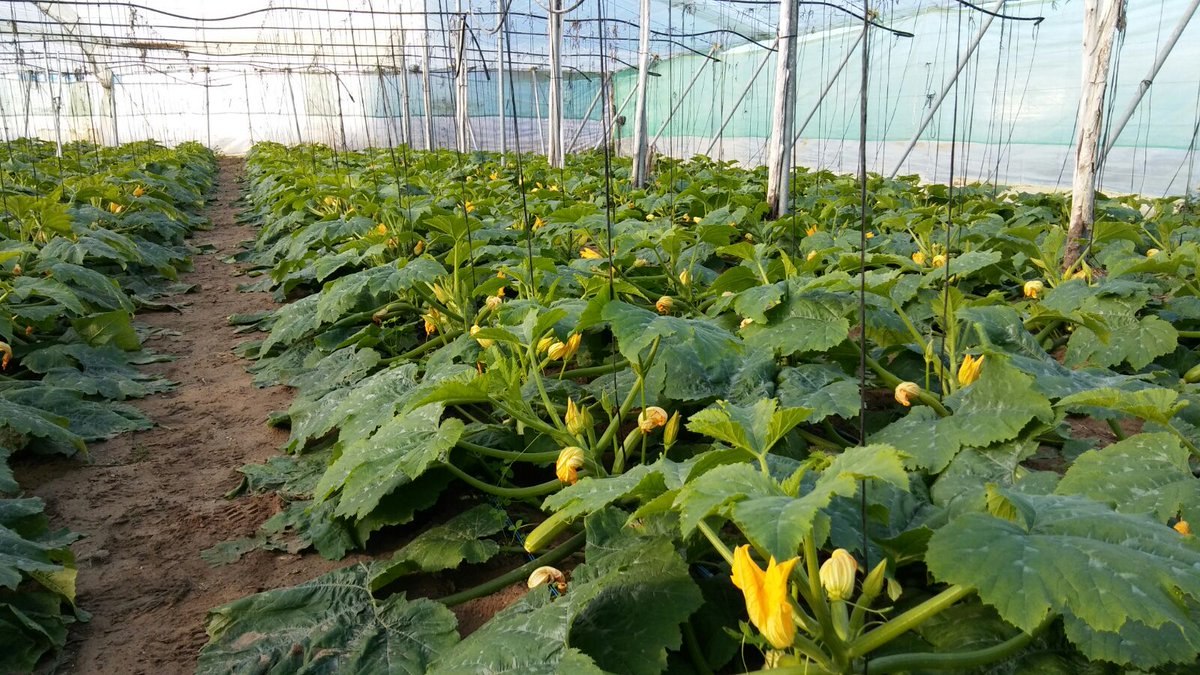 aggbiotech's tweet photo. Evaluamos el cultivo para determinar el éxito de la aplicación de biofertilizantes aptos para nuestro plan. Esta vez en Cádiz con Calabacin #PUMAEP https://t.co/TeRWnz8STT