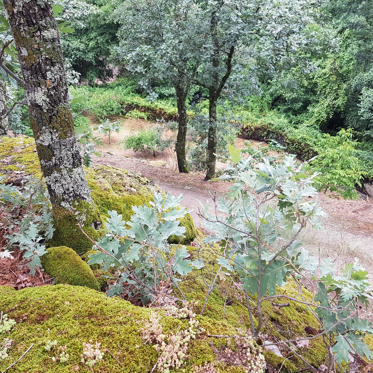 budupi_com's tweet photo. Me encanta la combinación de verdes y ocres en la naturaleza❤ Inspiración.
 #natur #ocres #verdes #green #naturaleza #life #hojas #paletadecolores https://t.co/T9Y8ilvK46