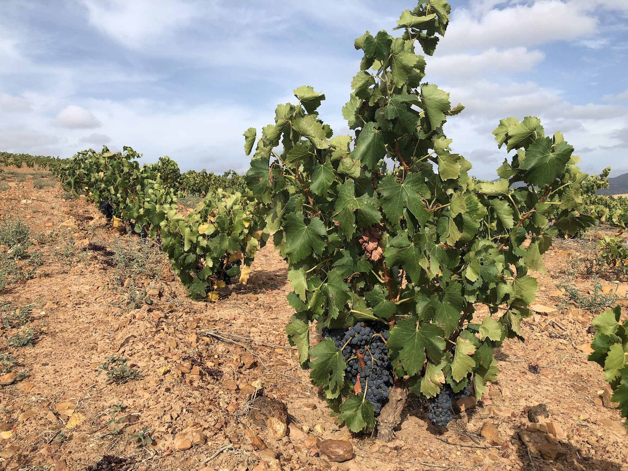 Bush vines top