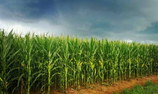 mathrubhumi's tweet photo. CCI must stop the Bayer Monsanto merger https://t.co/TJ5FVXOGAr #BayerMonsantomerger https://t.co/vwP1Dq0jG5