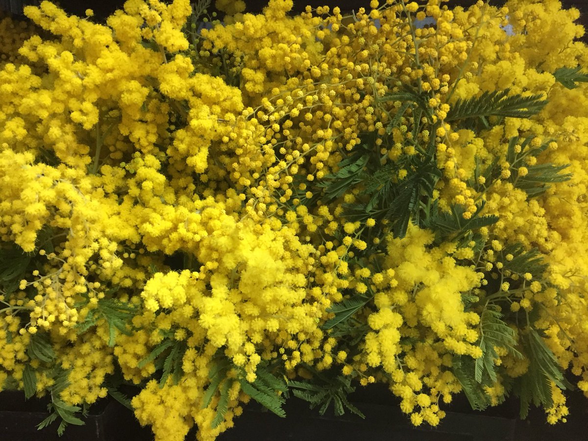 Maguelone Pontier (@maguelonep31) on Twitter photo Le #Mimosa c’est beau et #produitsenoccitanie au @MinToulouse ! #onachetelocalpourlasaintValentin <a href="/FleursRungis/">Rungis Fleurs</a> <a href="/lien_horticole/">lien_horticole</a> #Fleurs Le #Mimosa c’est beau et #produitsenoccitanie au @MinToulouse ! #onachetelocalpourlasaintValentin <a href="/FleursRungis/">Rungis Fleurs</a> <a href="/lien_horticole/">lien_horticole</a> #Fleurs