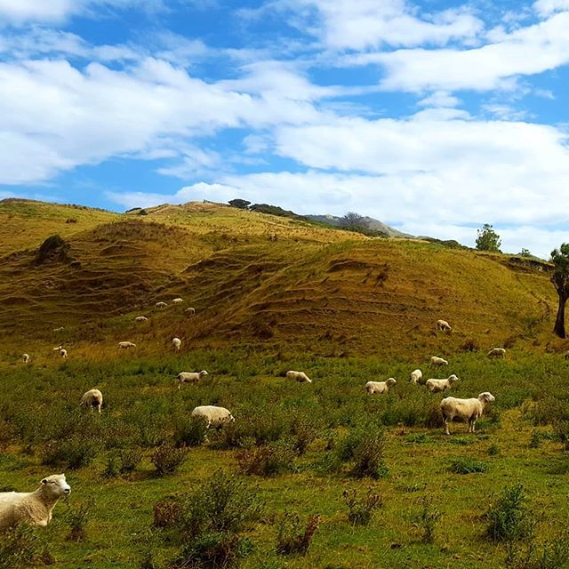 FrancesVessey's tweet photo. Lots of sheep! More sheep than people in this part of the world https://t.co/a9NnflyyRE