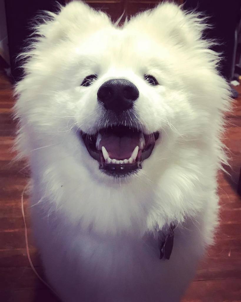 FloofSamoyeds's tweet photo. Pupper so happy! https://t.co/5xjYwPnDI2