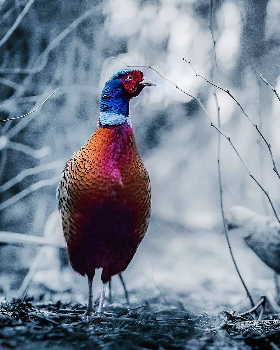 DiscoverFinland's tweet photo. The @fubiz site is the latest to feature the nature photography of Joachim Munter in Finland: https://t.co/L9xlMYLnLM https://t.co/SvEUXTkb75