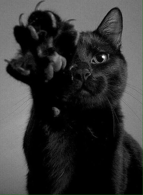 ᎥᏕᎥᏕ (@isis_the_hiss) on Twitter photo 