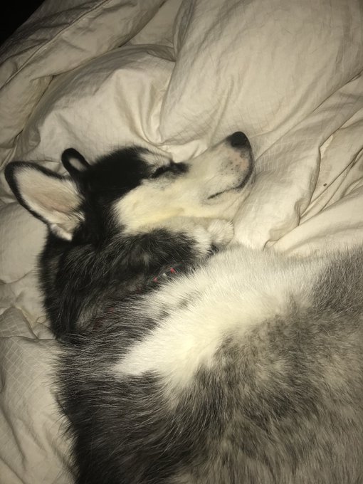 He won&rsquo;t let me have sex and he won&rsquo;t let me have more than 1/8 of the bed but hey he cute tho. https://t<a href="/tag/legdayaftermath"class="tags"><span>#legdayaftermath</span></a>