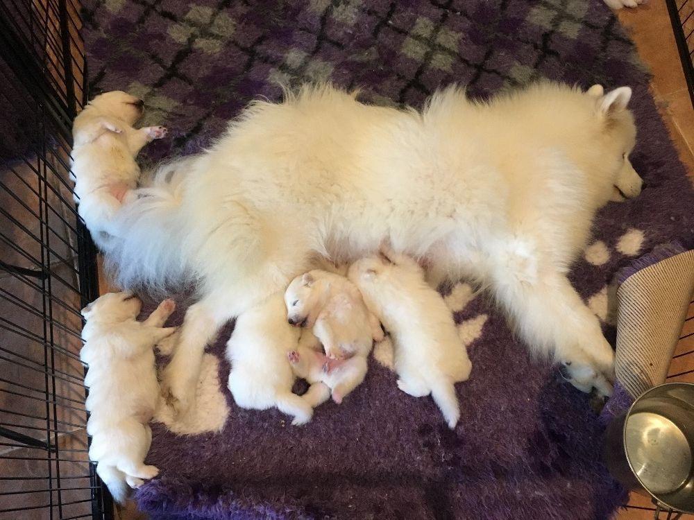 FloofSamoyeds's tweet photo. Hi Samoyed lovers, I need your help! The beautiful Jasmine from Melbourne, Australia has been bitten by a snake while protecting her puppies. She’s in urgent need of lifesaving treatment. (Not my dog). Please help in any way you can here: https://t.co/b7XBtueP0e https://t.co/W5XOfDRT6h
