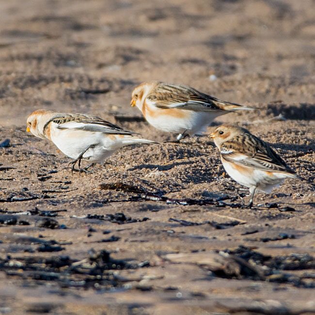 Belhaven Bay, Sunday pm: Snow Buntings <a href="/birdinglothian/">Birding Lothian</a>