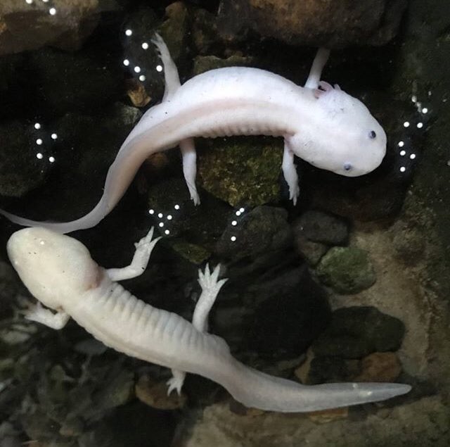 高松雪乃 ゆきのん On Twitter このシラスみたいな白い子は 実はウーパールーパーの赤ちゃん まだ卵の子もいます 小さいけど親 ウーパールーパーの形だ ウーパールーパー アホロートル メキシコサラマンダー はちゅドル Axolotl Izoo