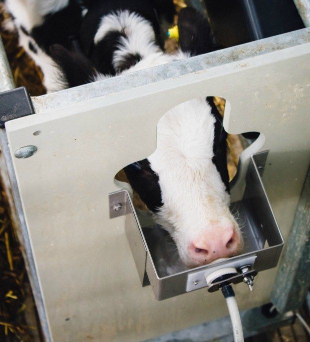 FeedForGrowth's tweet photo. Keep an eye out everyday this week for TOP TIPS to help you when considering the best #calf feeding system for your needs #Toptip1: The target market -

🐮 Is this a short term ‘fix’ to utilise current market opportunity?
🐮 How many animals will require care at any one time? https://t.co/3VJWfduNZi