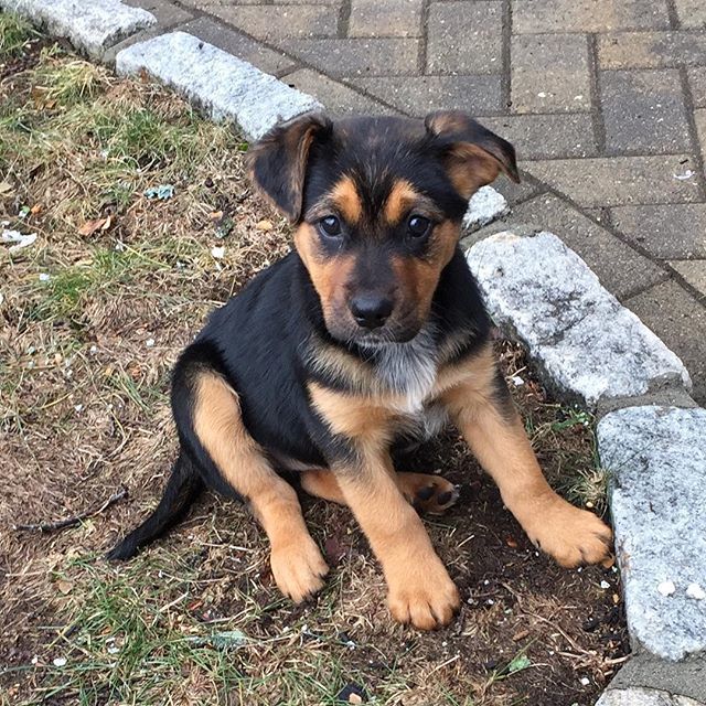 abbyrodman's tweet photo. Our Lucy girl!
#puppy #ilovelucy #rescuedogsofinstagram #muttsofinstagram #whorescuedwho https://t.co/CTsCfMLTcO https://t.co/Gbmzj0xLdI