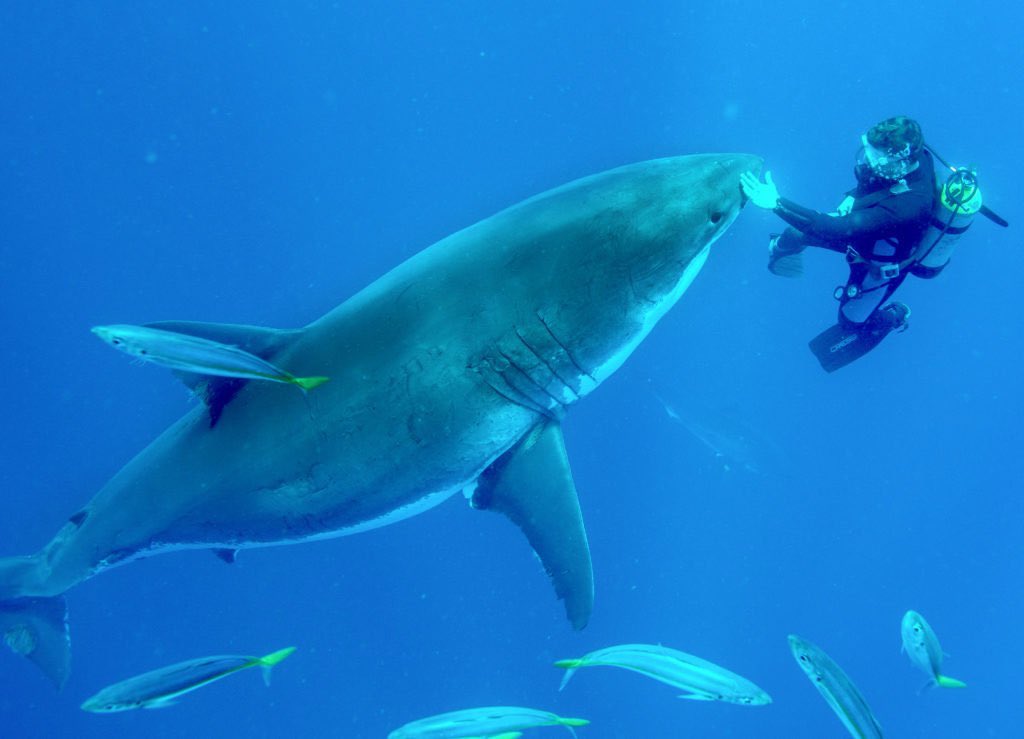 “The love for all living creatures is the most noble attribute of man.” - Charles Darwin 🌊😍🦈 #DarwinDay