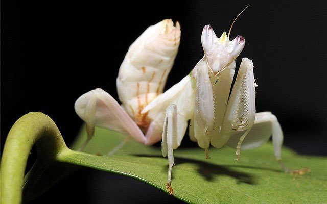 四足 火星人 カマキリ ４本の足に手には鎌 何故このような男心をくすぐる形になってしまったのか 罪深い 海外の カマキリになってくると姿も名前もさらにかっこよくなってしまう なんだよニセハナマオウカマキリって 画像３枚目 唐突に好きなモノ