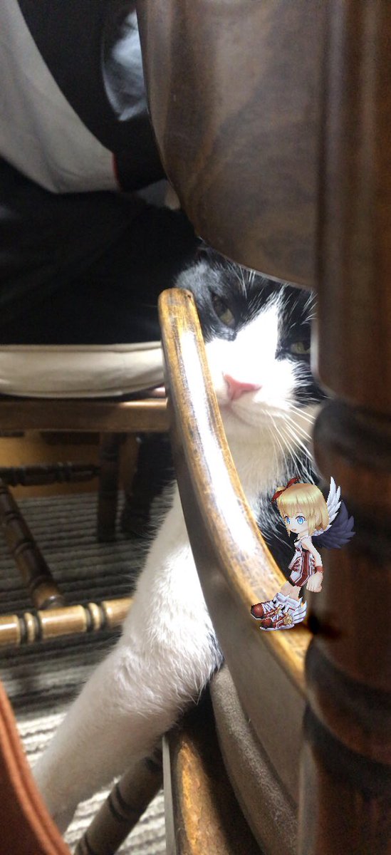 白猫プロジェクトさいかわ猫決定戦18 白猫プロジェクトさいかわ猫決定戦18