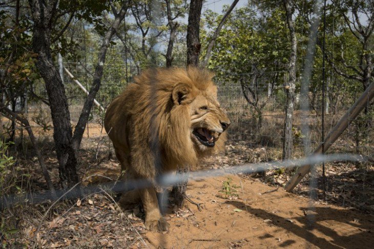 biobio's tweet photo. Cazador ilegal es devorado por manada de leones en Sudáfrica https://t.co/kMHcRqHWR2 https://t.co/gV0NjR0SER