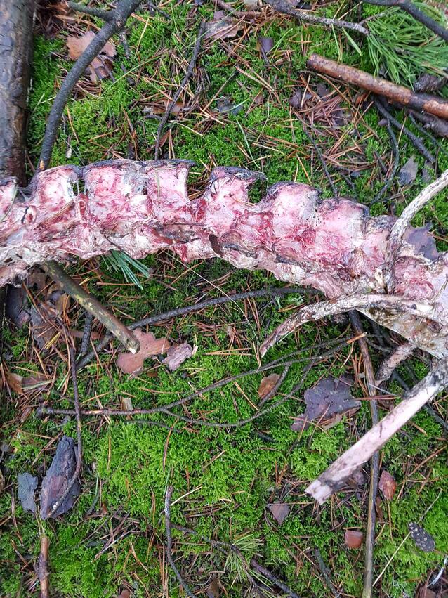 Aktualisiert: Stimmen der Basis – Leben im Wolfsgebiet 3 go.fuerjagd.de/7166