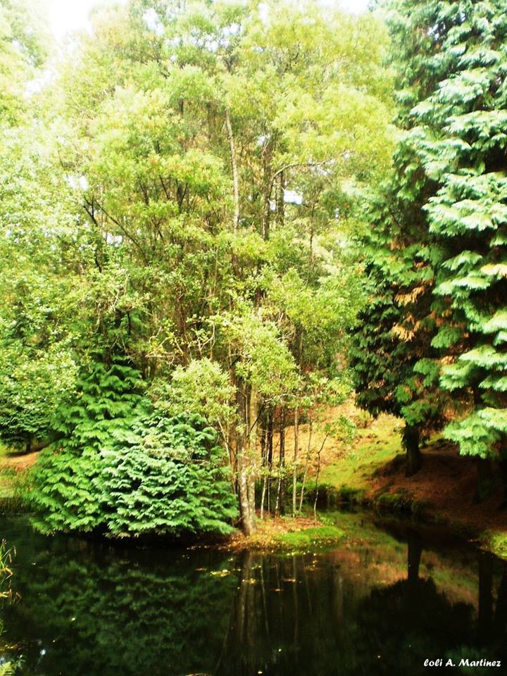 #FelizLunes Los secretos del bosque. Mte. Aloia 100% natural 🌳🌿🍃#Tui <a href="/BaixoMino/">Turismo Baixo Miño</a> <a href="/baixominoarg/">Baixo Miño</a> <a href="/Turgalicia/">Turismo de Galicia</a> <a href="/TurismoGalicia1/">TurismoGalicia1</a> <a href="/presumeDgalicia/">Presume de Morriña</a> <a href="/puestadesolvigo/">PuestadesolVigo</a> <a href="/GaliciaLluviosa/">Descubriendo rincones gallegos y no gallegos!!!</a> <a href="/SecretGalicia/">Secret Galicia</a> <a href="/galizeando/">Galizeando</a>