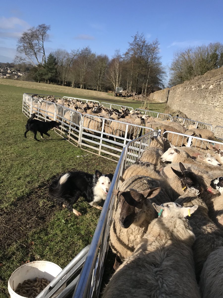 jamesgayfarmer's tweet photo. Happy with the #welshmule #ewelambs pregnancy scanning this morning!! Made up for a slight drop in the older ewes! @Rainbowwoodfarm https://t.co/yIqxJhb1It