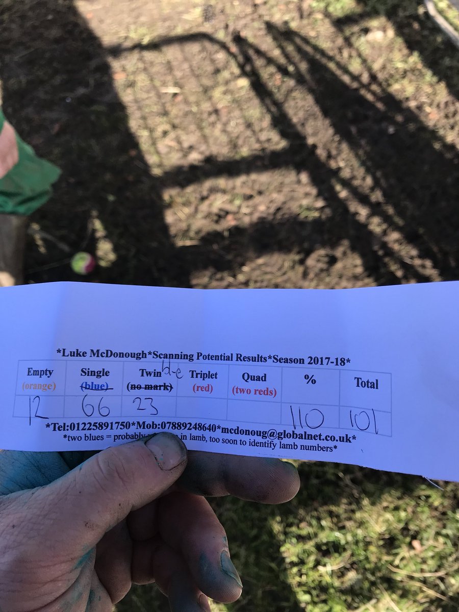 jamesgayfarmer's tweet photo. Happy with the #welshmule #ewelambs pregnancy scanning this morning!! Made up for a slight drop in the older ewes! @Rainbowwoodfarm https://t.co/yIqxJhb1It