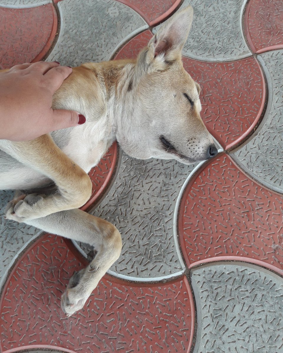 Dog allergic reaction swollen neck