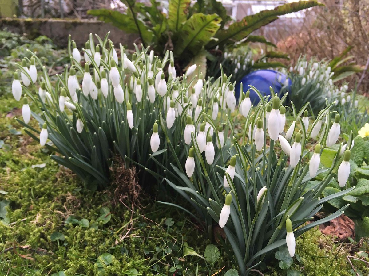 DHgardening's tweet photo. NEW BLOG: 'February Gardening Jobs' https://t.co/aGdiFFA55D #February #gardeningtips #wintergarden #gdnbloggers #diary #blog #gardening #gardenerslife #garden #shrubs #gyo #plants #plant #flowers #trees #snowdrops #garrya #quince #crocus https://t.co/BMuSG8HJcX