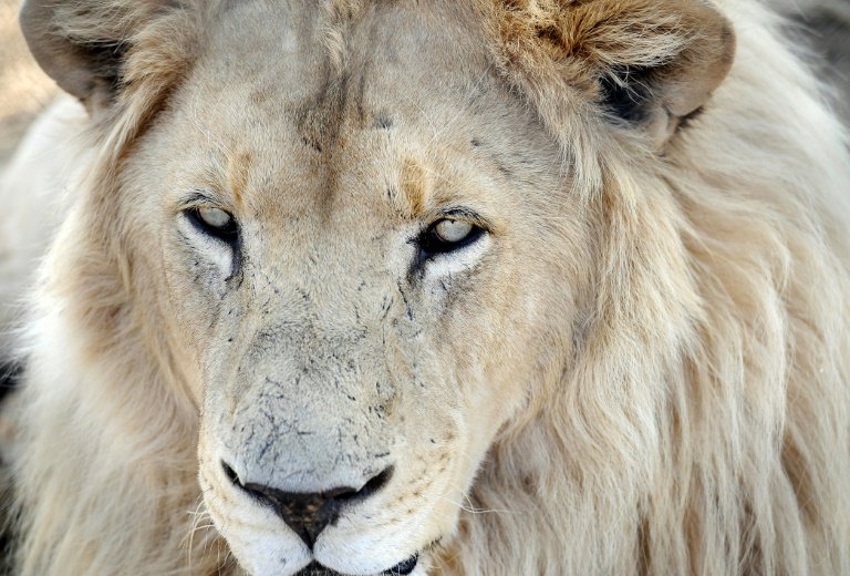 A suspected poacher was mauled to death at a game park in South Africa over the weekend by a pack of lions. A loaded hunting rifle was found next to his remains, mainly his head; the big cat's head and paws are prized for use in traditional medicine in the same way Rhino horn is