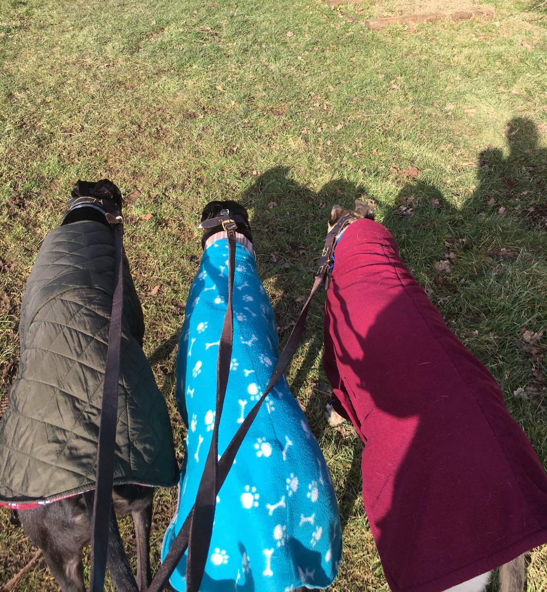 BgpDoggies's tweet photo. Lister , Jo and Fred having fun in the sun 😍 Even if it is frosty , it’s still greyt 🐾🐾❤️ https://t.co/uOOkBtS03X