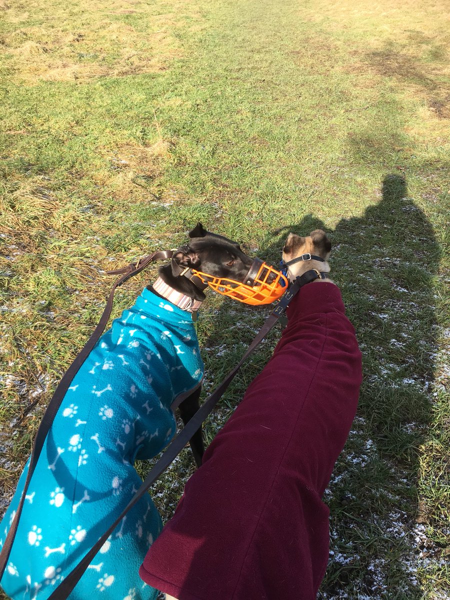 BgpDoggies's tweet photo. Lister , Jo and Fred having fun in the sun 😍 Even if it is frosty , it’s still greyt 🐾🐾❤️ https://t.co/uOOkBtS03X