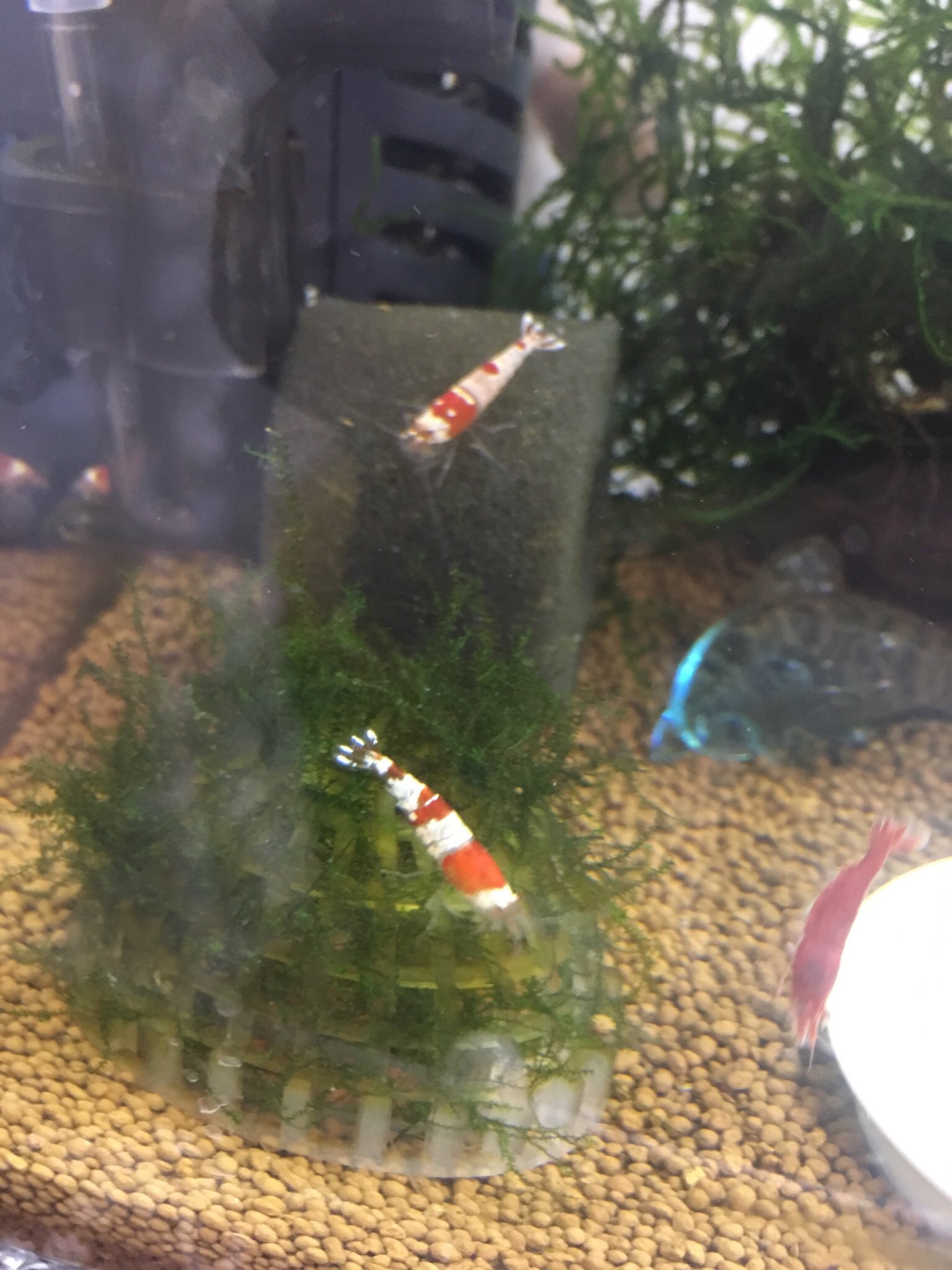 ゆーゆー おゆみ 今日またレッドビーシュリンプ5匹 極火蝦4匹お迎えしてきましたー 成体1稚エビ1しかいなくなってしまい水槽が寂しくなってしまいお迎えすることに とりあえず 温度合わせ 水合わせして水槽に 元気にまた赤ちゃん生んでくれー