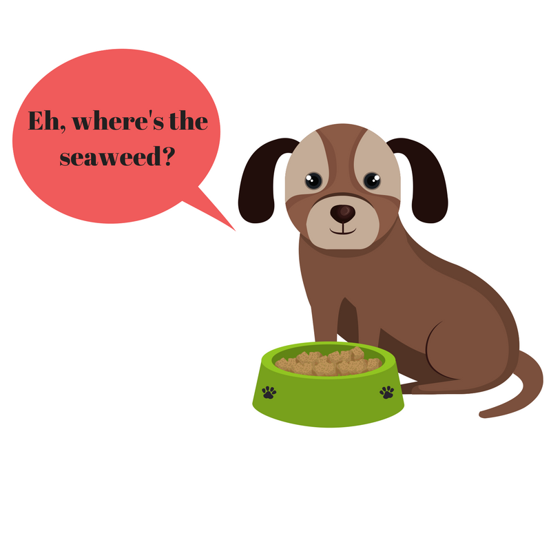 PureVetProducts's tweet photo. Have you tried seaweed supplements for your dog?

https://t.co/qmdRNA6pcT

#kelpcanhelp #irishseaweed #dogsoftwitter #healthydogs #canident https://t.co/gRCafPstNn