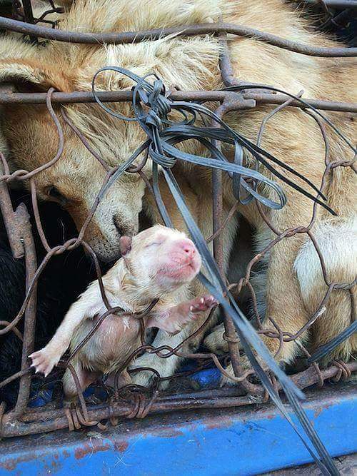 This Picture Has Brought Me To Tears..This Mum Trying To Tend To Her Pups That Have Been Born Going To Slaughter !..I Bloody Hate This World..