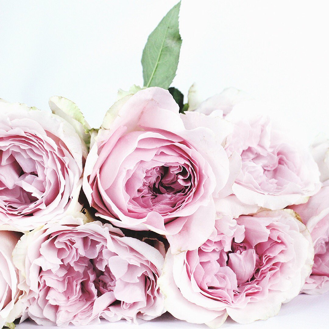 natdreamerblog's tweet image. New post on the blog. Today I am talking about Rose Oil and how to start using it in your skincare🌷#rose #essentialoils #naturalskincare