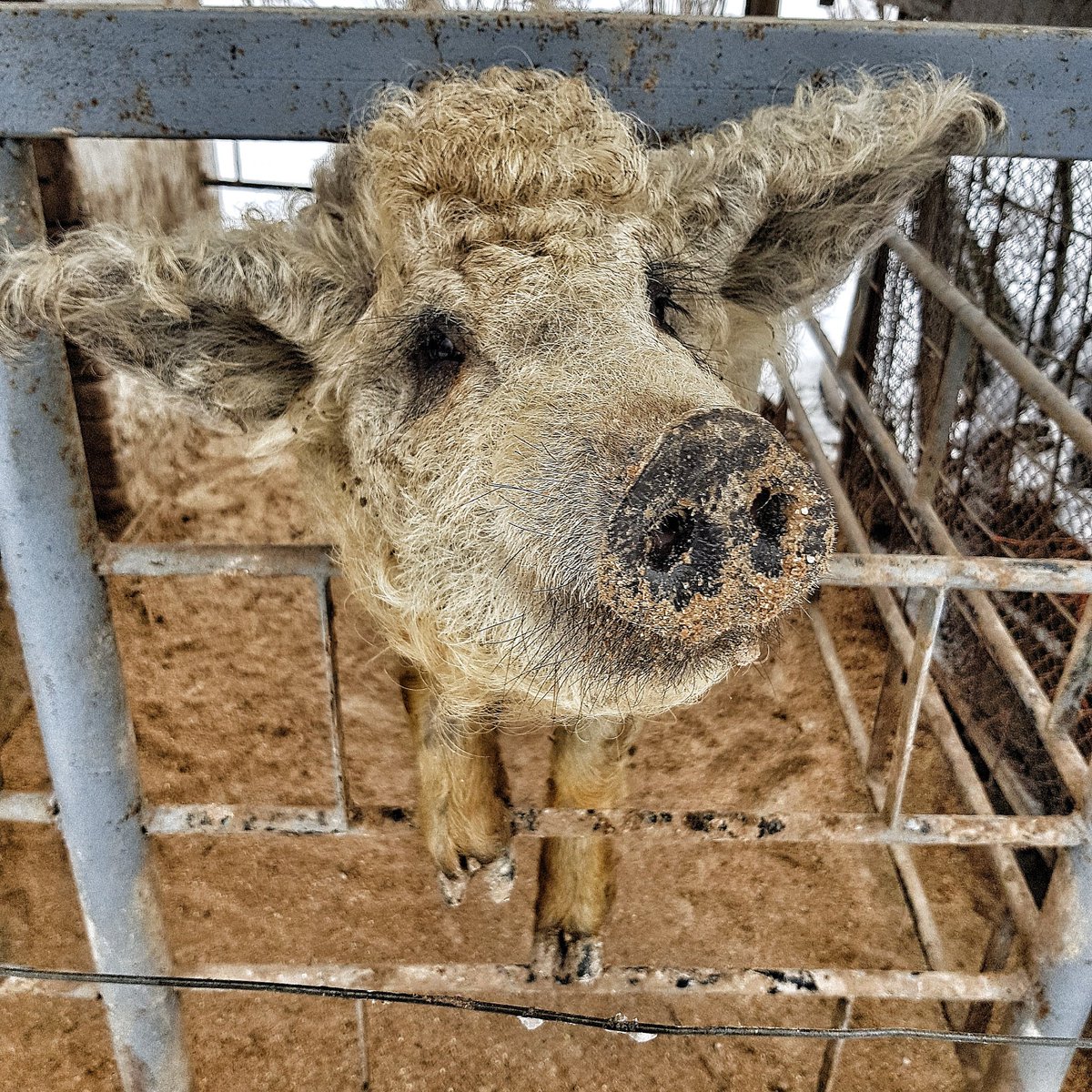 Is it a pig? Is it a sheep.. no it's a sheep-pig called Shiggy