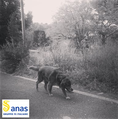 clientiANAS's tweet photo. #ANASinforma se avvisti un animale vagante agisci in fretta, ne va della sua e della tua sicurezza! Chiama il Numero verde 800841148 poi tasto 2 #NONabbandonarlo #sicurezza #strada #febbraio https://t.co/ClYu7g0azl