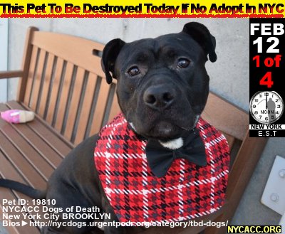 MIPooh's tweet photo. The Plight of #Pets...

Good #Dogs Die Every Day In #NewYorkCity @NYCACC
2DAY, Monday, FEB 12th Is No Exception

#Adopt #Foster #RESCUE #NYC  by Noon
#Manhattan #Brooklyn #Statensland

►https://t.co/2JpFP6gdyl https://t.co/mbW32WVxlz