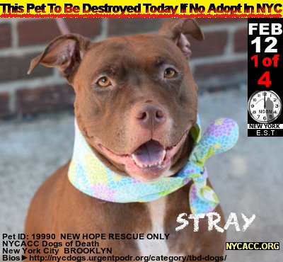 MIPooh's tweet photo. The Plight of #Pets...

Good #Dogs Die Every Day In #NewYorkCity @NYCACC
2DAY, Monday, FEB 12th Is No Exception

#Adopt #Foster #RESCUE #NYC  by Noon
#Manhattan #Brooklyn #Statensland

►https://t.co/2JpFP6gdyl https://t.co/mbW32WVxlz