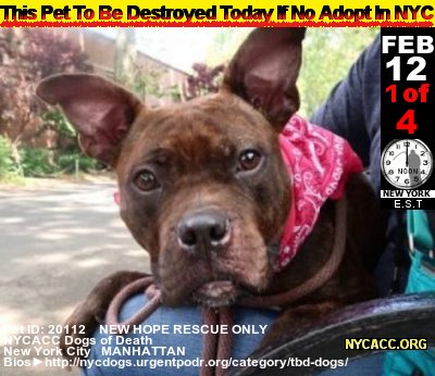 MIPooh's tweet photo. The Plight of #Pets...

Good #Dogs Die Every Day In #NewYorkCity @NYCACC
2DAY, Monday, FEB 12th Is No Exception

#Adopt #Foster #RESCUE #NYC  by Noon
#Manhattan #Brooklyn #Statensland

►https://t.co/2JpFP6gdyl https://t.co/mbW32WVxlz