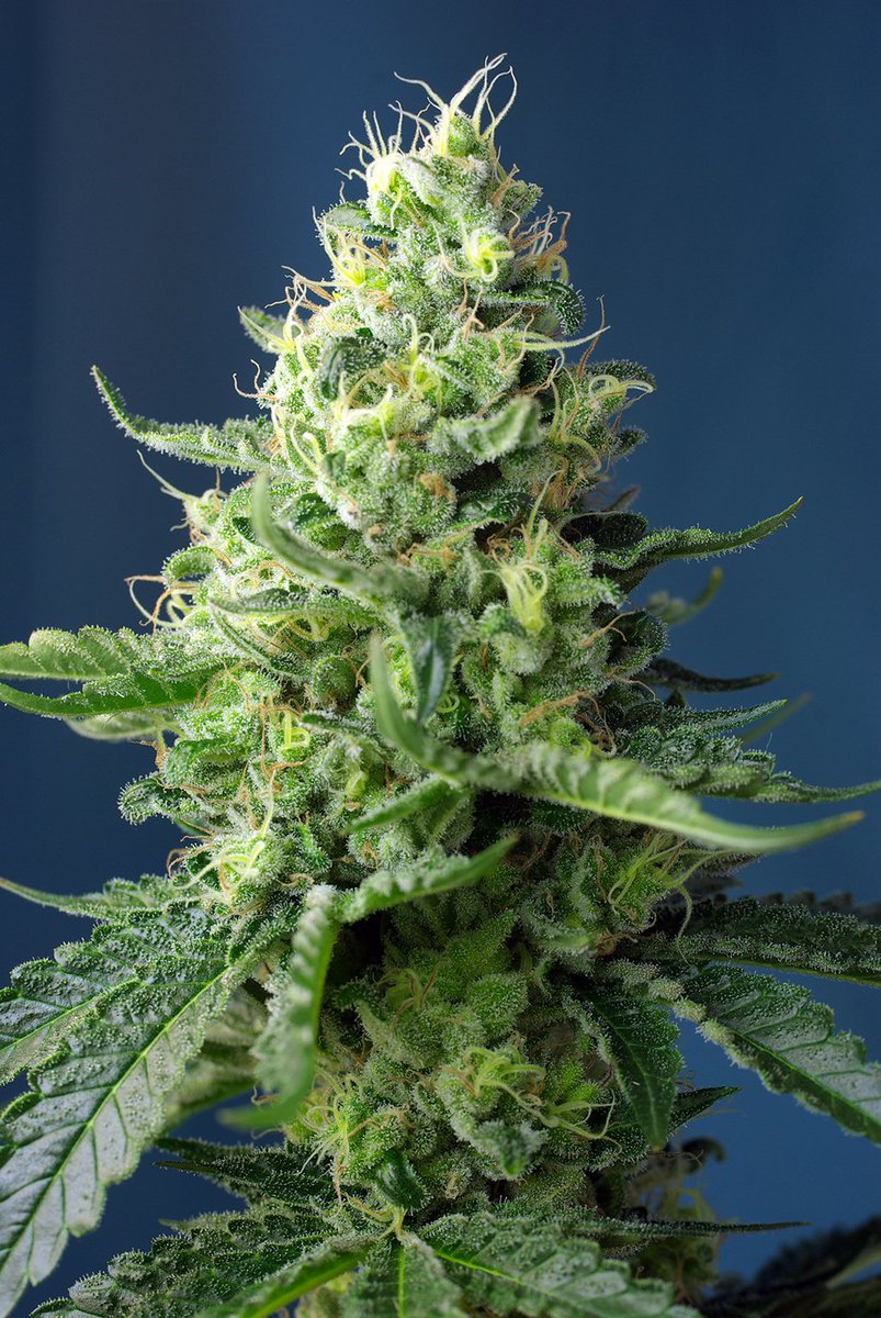 sweetseeds_es's tweet photo. 🆕☘️ Sweet Pure CBD® (SWS65) es la PRIMERA variedad CBD PURA de #SweetSeedsOfficial con <1%THC 😍 y completamente destinada a los usuarios de cannabis terapéutico 💆🏽
Puébala y cuéntanos ↪️ https://t.co/MLgtl7dlIV
#TheCannabisExperience #SweetPureCBD https://t.co/g3VNfpI78Q