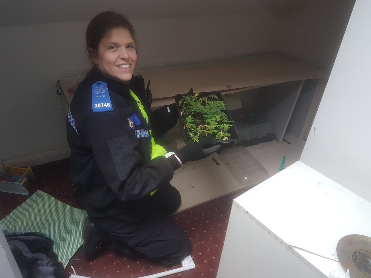 Pcso 30746 Priest has just discovered another set up in the loft of the address we attended earlier. These are just junior plants but would grow to full size. #itsnotthesizethatmatters