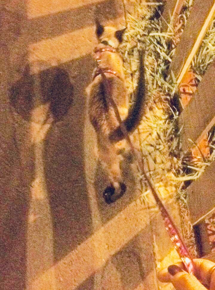 MishuTrend's tweet photo. #LoMejorDeMiFin sacar a pasear a mi gato 🐈 https://t.co/Ar2ttKpgzx