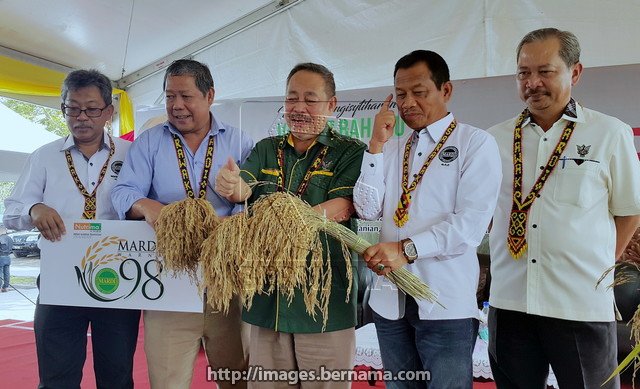 bernamadotcom's tweet photo. Timbalan Menteri Pertanian Datuk Nogeh Gumbek (dua, kiri) menunjukkan jenis padi berkualiti tingggi pada Majlis Pengisytiharan 42 pelbagai jenis padi dengan lebih 90% daripada kawasan penanaman dalam negara menggunakan padi-padi yang dihasilkannya. #BernamaPortal @MARDItweet https://t.co/qAz1rpbz6o