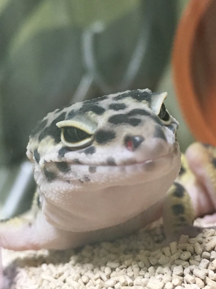 キリッ！

#ヒョウモントカゲモドキ