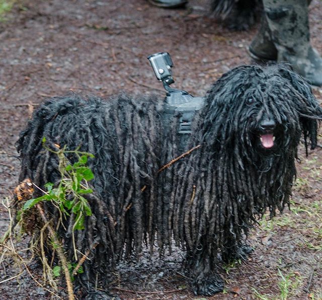 ZebPuliZeb's tweet photo. This is what happens when you’re a Puli and go looking for balls in a fir tree forest
#timeline #doggo #perilsofapuli #gopropuli #petstagram #hungarianpuli #dreadlocksandbroomsticks #photooftheday #poochalicious #dogwithdreads #goprodog https://t.co/QVUDq2wOMw https://t.co/pVC2F9uIRp