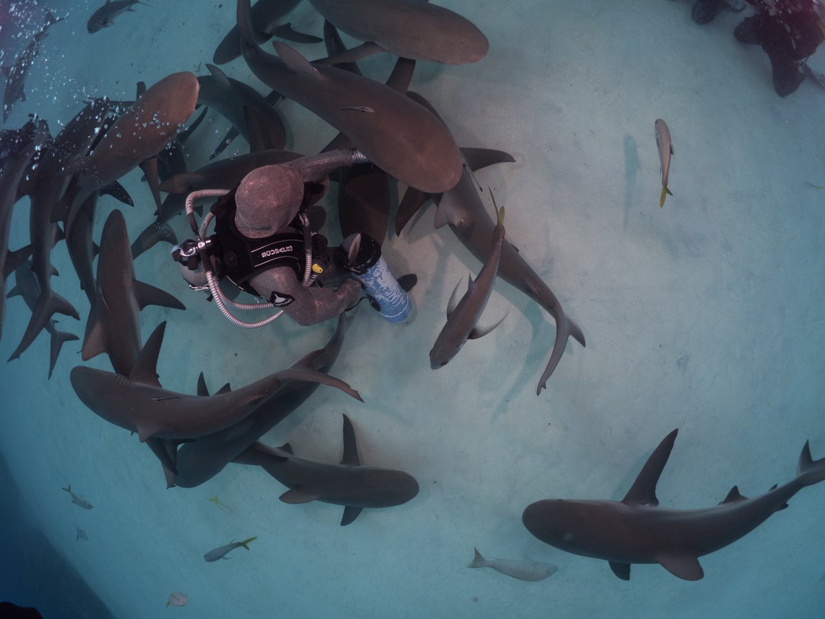 "If you change the way you look at things,
the things you look at change"
Many times people look at images of me in the middle of sharks &amp; think  "eaten, bitten, attacked"
It's time to change the way the way we read the word "shark"
#exploration #education #conservation