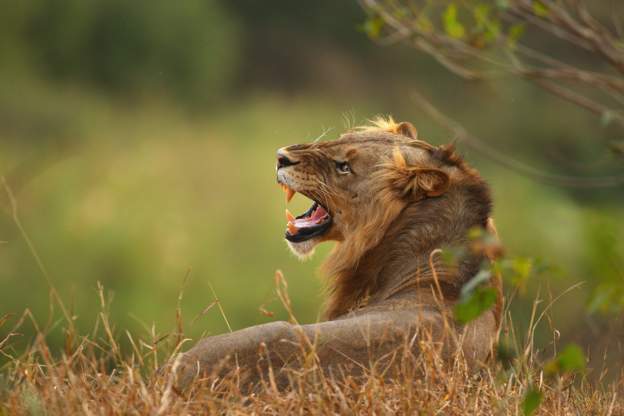 A suspected poacher has been eaten by a lion, leaving only his head behind.

South African police say the unidentified man's remains were found lying next to a loaded hunting rifle in a private game reserve near the Kruger National Park on Saturday.

bbc.in/2El8G0R