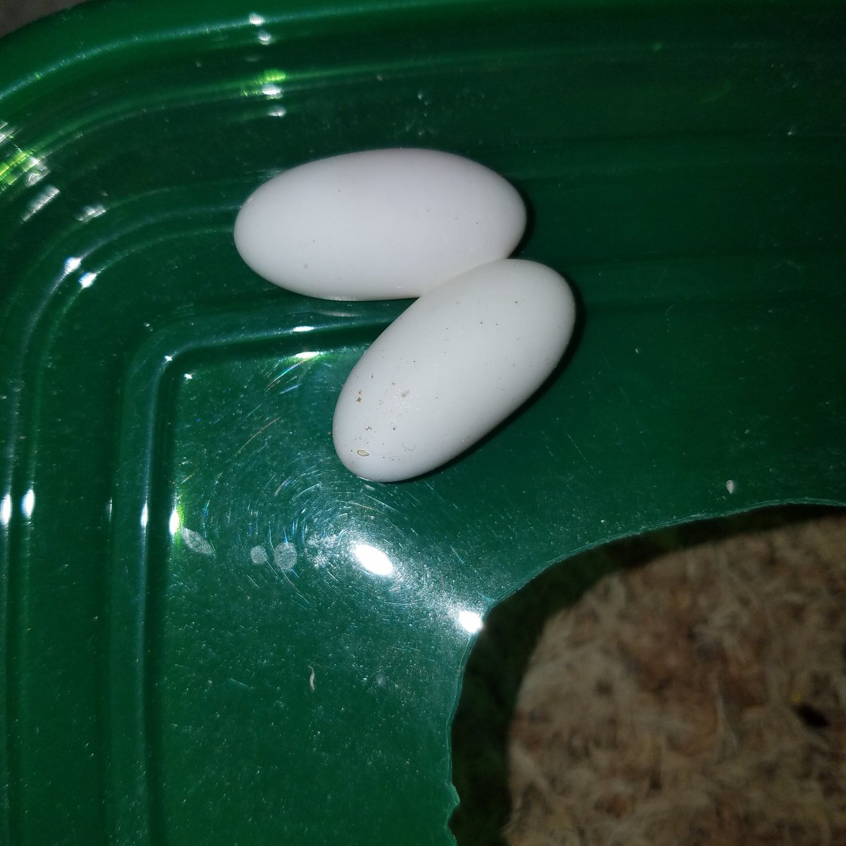 MidExoPets's tweet image. Good morning everyone!