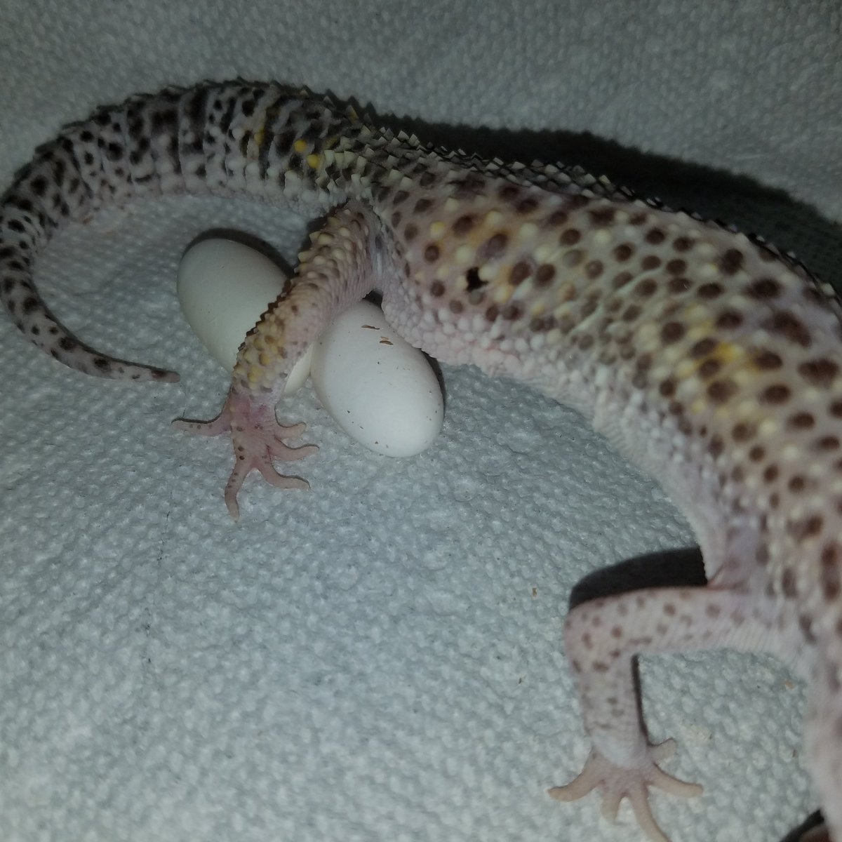 MidExoPets's tweet image. Good morning everyone!