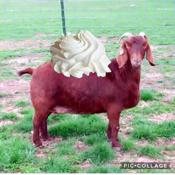 exposepml's tweet photo. #redgoat #loveislove #furry https://t.co/na3BHKHLrx