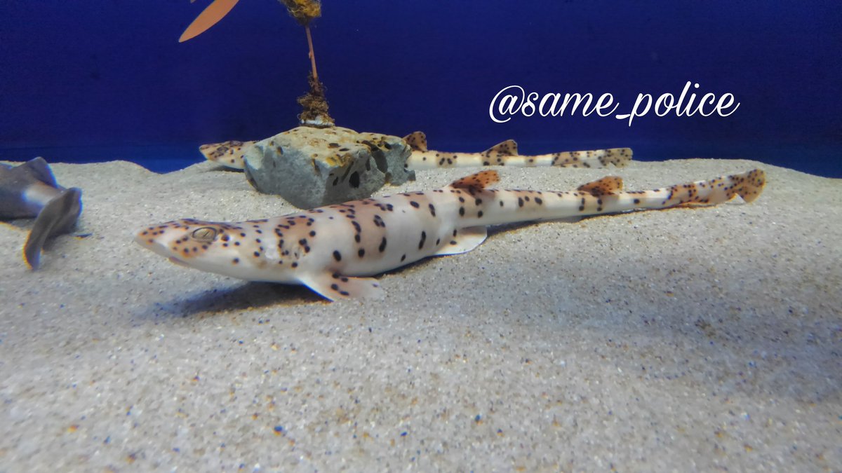 アクアワールド茨城大洗水族館 日本最大級のsns映え観光情報 スナップレイス